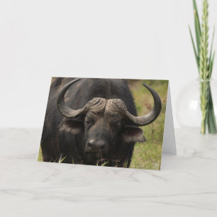 Gradering av Vatten Buffalo-hälsningskort Kort
