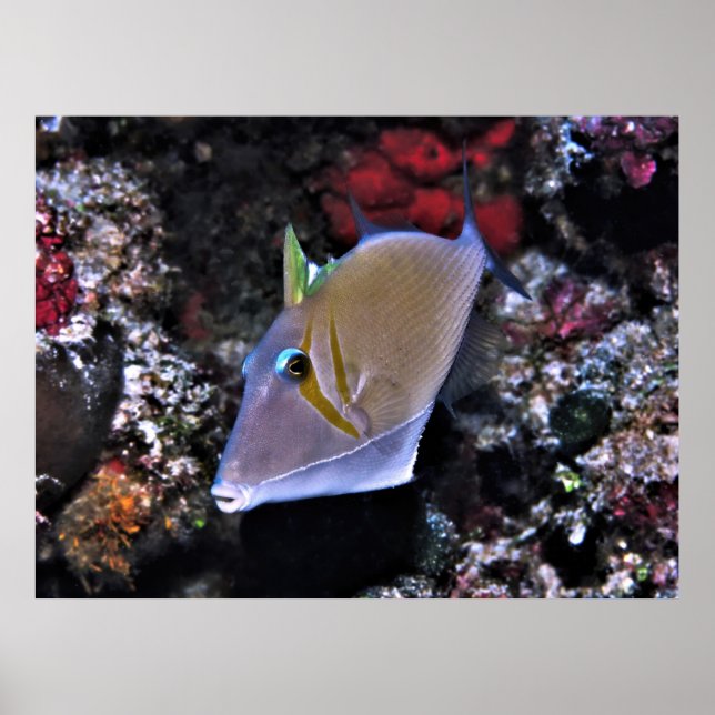 Gråfisk Poster (Framsidan)