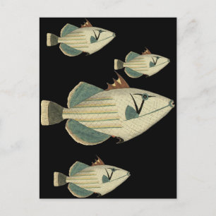 Gråfisk Vykort