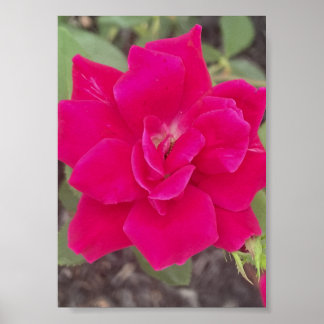 gråfördagen Röd blommig tryck