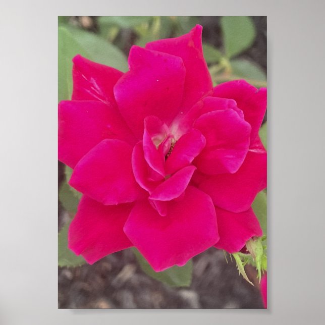 gråfördagen Röd blommig tryck (Framsidan)