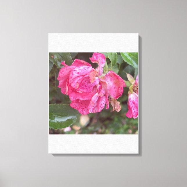 gråförendagen Rosa Blommig Tryck (Framsida)