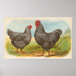 Graham - Barred Plymouth Sten Chickens Folio Poster
