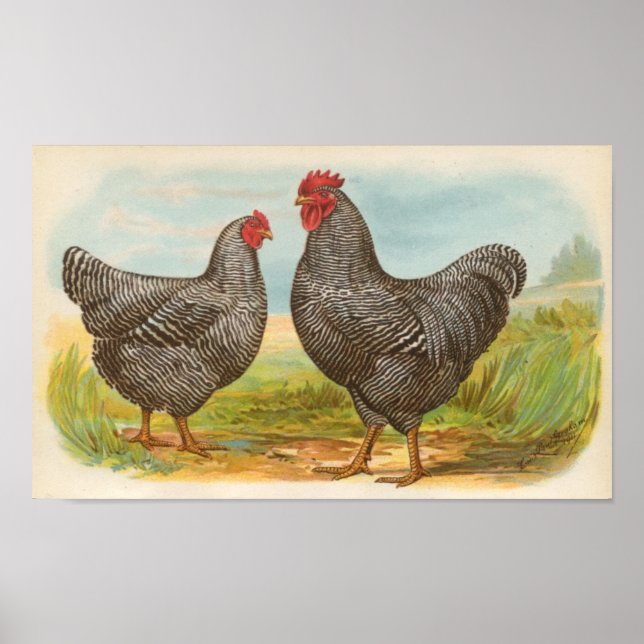 Graham - Barred Plymouth Sten Chickens Folio Poster (Framsidan)