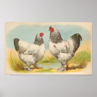 Graham - Light Brahma Chickens Portfolio