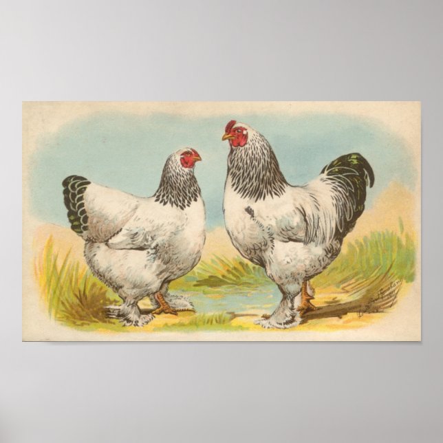 Graham - Light Brahma Chickens Portfolio Poster (Framsidan)