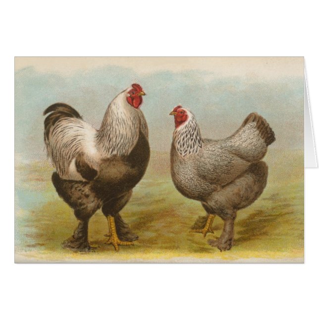 Graham - Mörk Brahma Chickens Hälsningskort (Framsidan Horizontal)
