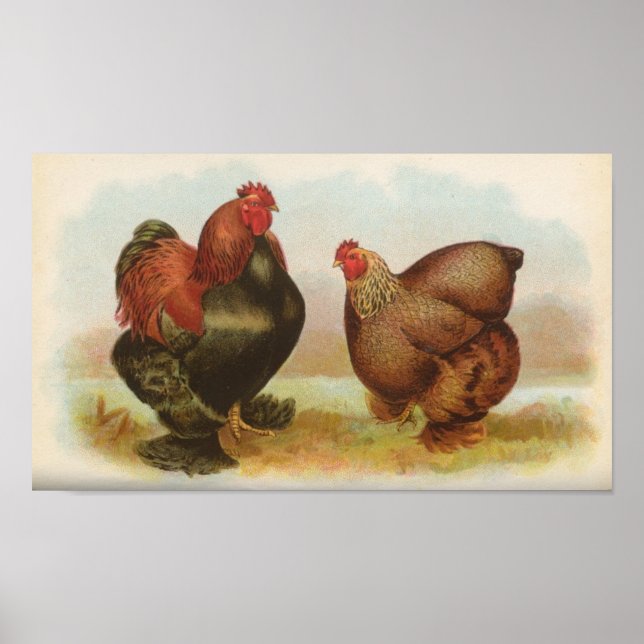 Graham - Partridge Cochin Chickens Portfolio Poster (Framsidan)
