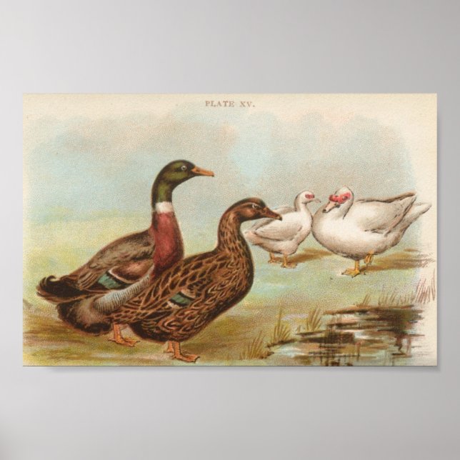Graham - Rouen and Muscovy Ankor Portfolio Poster (Framsidan)