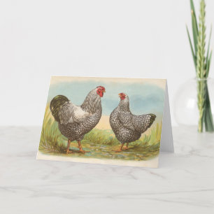 Graham - Silver Laced Wyandotte Chickens Kort