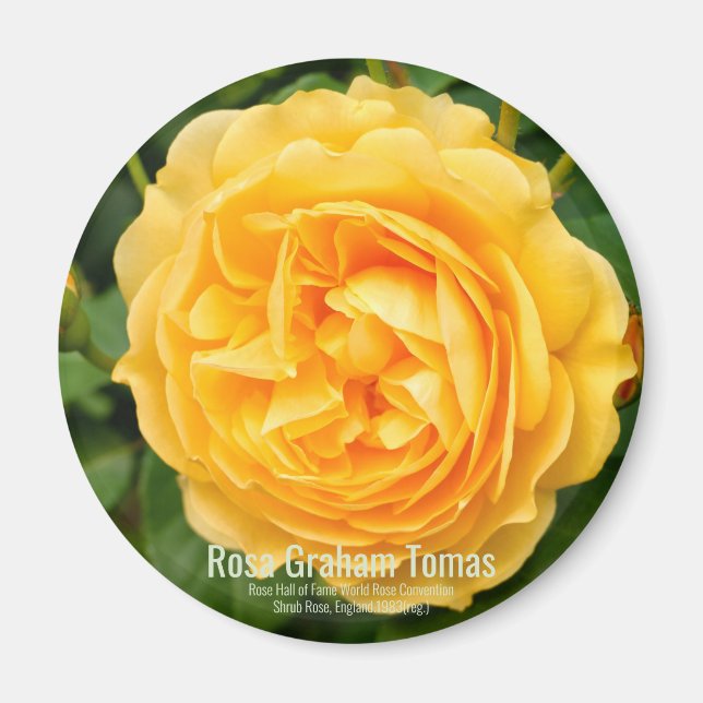 Graham Thomas Magnet (Framsidan)
