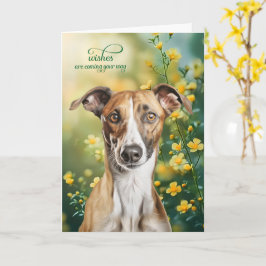 Gråhund Hund Små Gula Blommor Snart Bättre Kort
