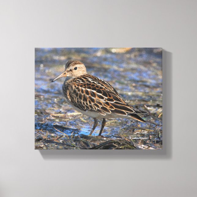 Grålande sandpiper Shorebird på stranden Canvastryck (Framsida)