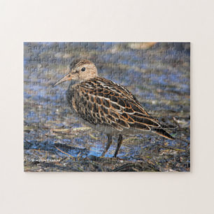 Grålande sandpiper Shorebird på stranden Pussel