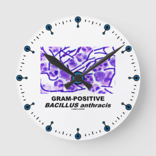 Gram - realitetBacillus anthracis (bakterier) Rund Klocka