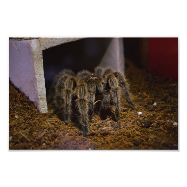 Grammostola Rosea Fototryck (Framsidan)
