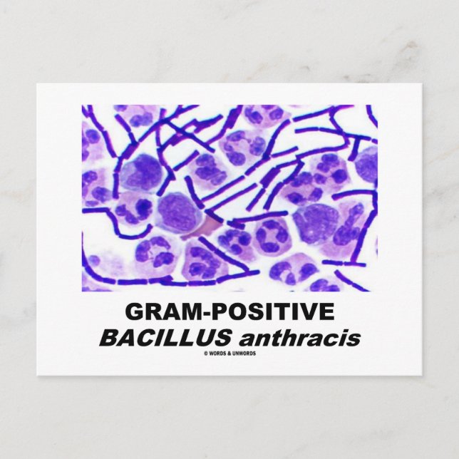 Grampositiv Bacillus anthracis (Bakterie) Vykort (Framsida)