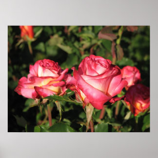 Granada Hybrid Tea Ro 045 Poster