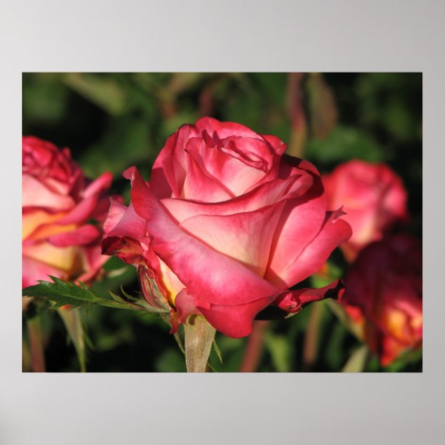 Granada Hybrid Tea Ro 046 Poster (Framsidan)