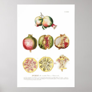 Granat Poster