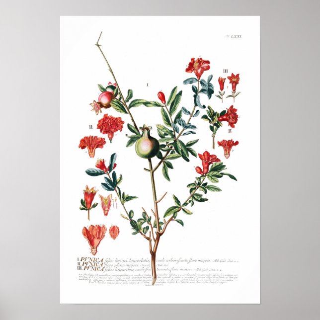 Granat Poster (Framsidan)