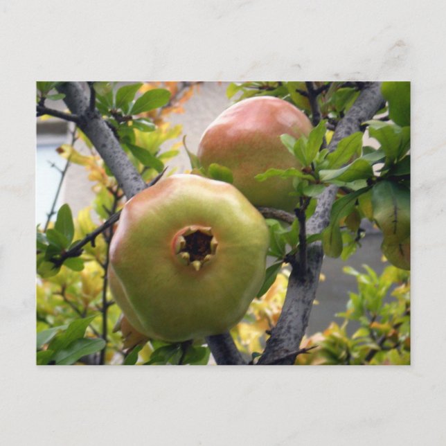 Granat Vykort (Framsida)