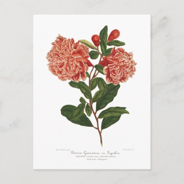 Granat Vykort (Framsida)