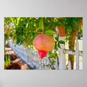 Granatäpple i Sonoma, Kalifornien Poster