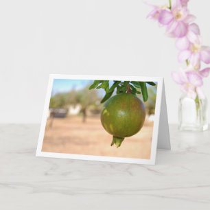 Granatäpple som hänger från träd kort