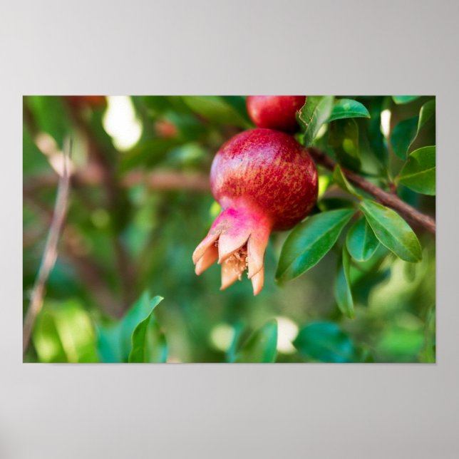 Granatäpple träd poster (Framsidan)