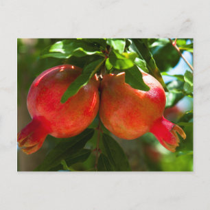 Granatäpple Vykort