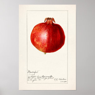 Granatäpplen (Punica Granatum) Poster