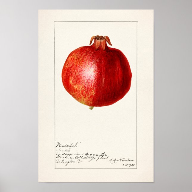 Granatäpplen (Punica Granatum) Poster (Framsidan)