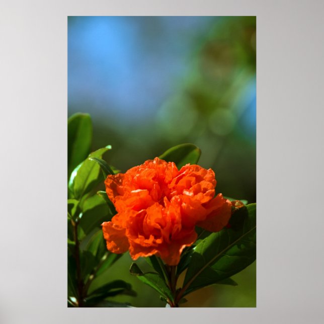 Granatblomma Poster (Framsidan)