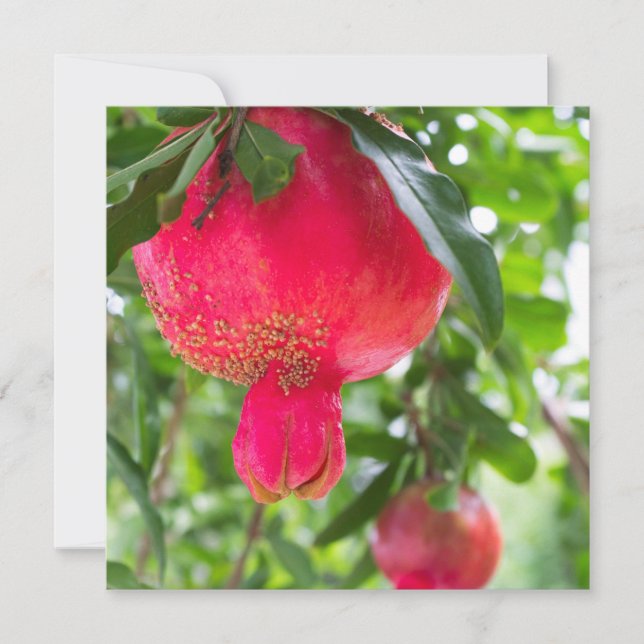 Granatfrukt (Framsida)