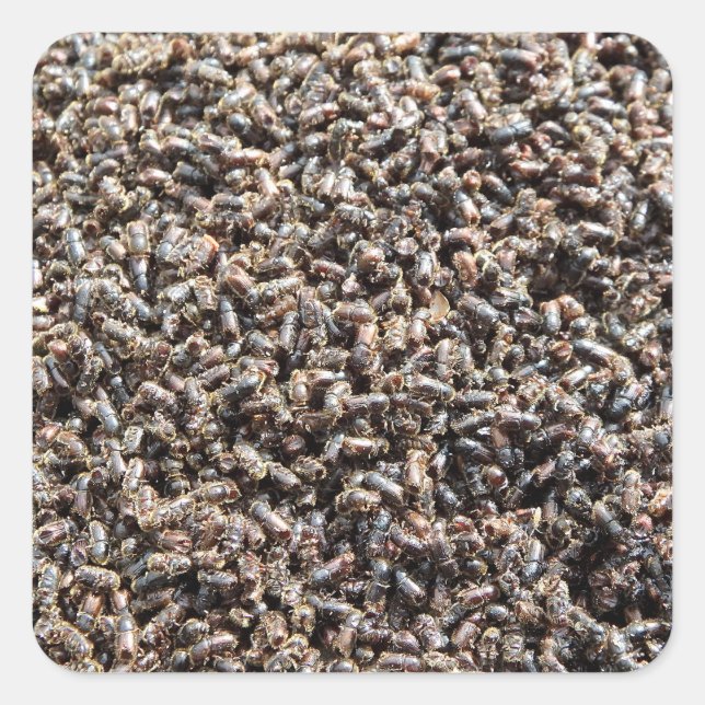 Granbarkborre Fyrkantigt Klistermärke (Framsida)