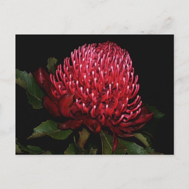 Grand Aussie Dam Vykort (Framsida)