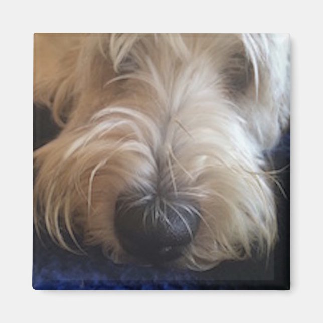 Grand Basset Griffon magnet (Framsidan)