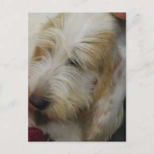 Grand Basset Hund vykort