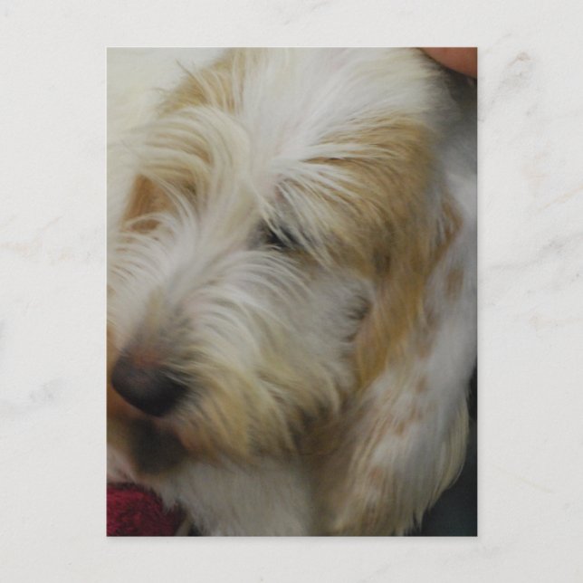 Grand Basset Hund vykort (Framsida)