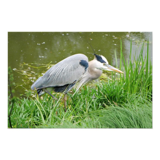 Grand Blue Heron Fototryck (Framsidan)