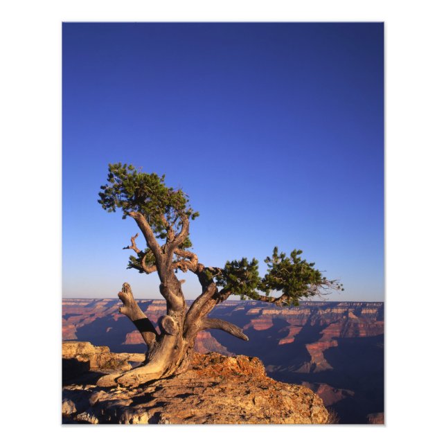 Grand Canyon, Arizona, USA Fototryck (Framsidan)