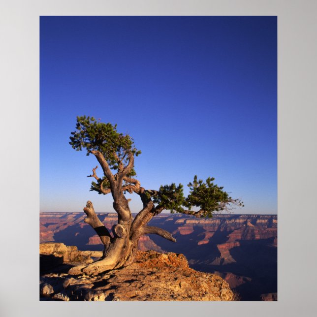 Grand Canyon, Arizona, USA Poster (Framsidan)