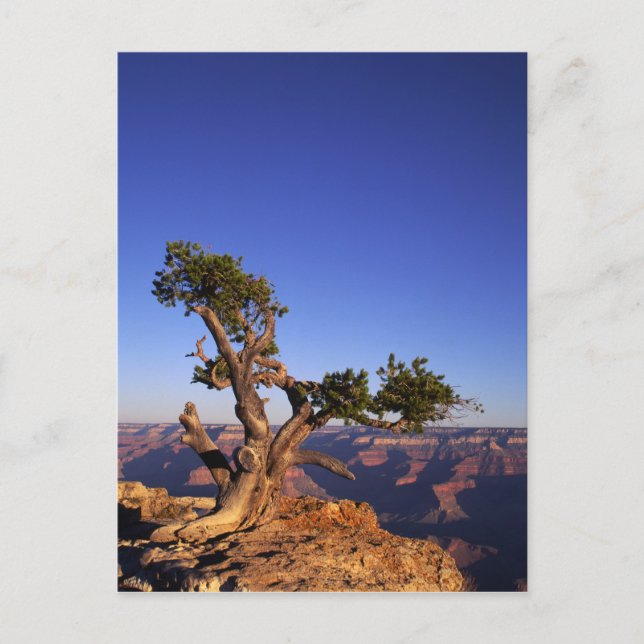 Grand Canyon, Arizona, USA Vykort (Framsida)