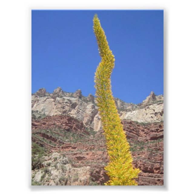 Grand Canyon Century Plant Photo Fototryck (Framsidan)