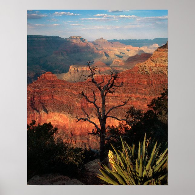 Grand Canyon Flora Poster (Framsidan)