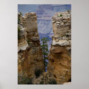 Grand Canyon Gömt Träd 4822 Skriv ut Poster