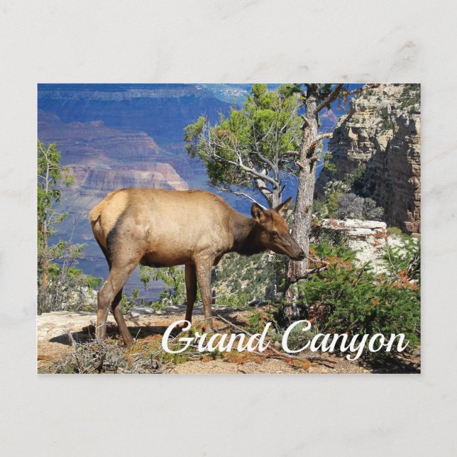 Grand Canyon nationalpark Arizona USA Vykort (Framsida)