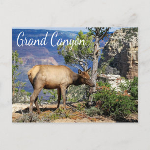 Grand Canyon nationalpark Arizona vykort