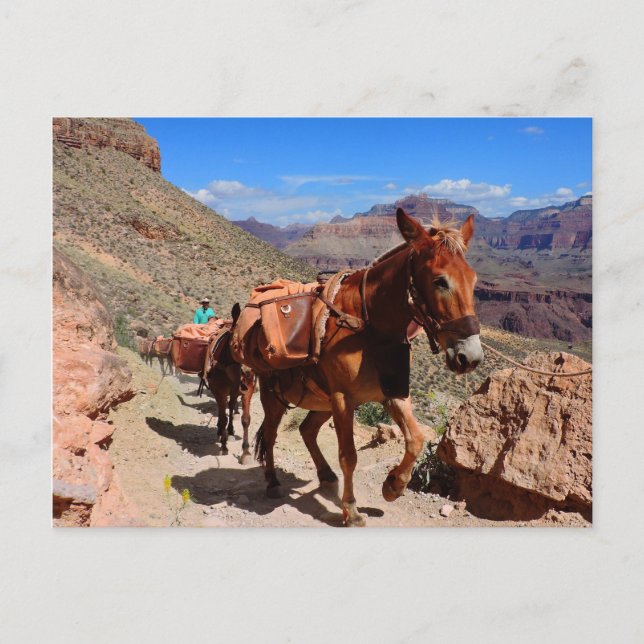Grand Canyon Pack Mules on Trail Vykort (Framsida)